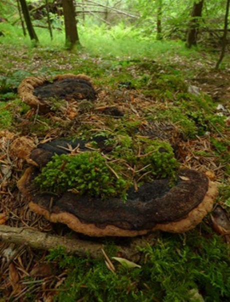 Moss covering mature brackets 